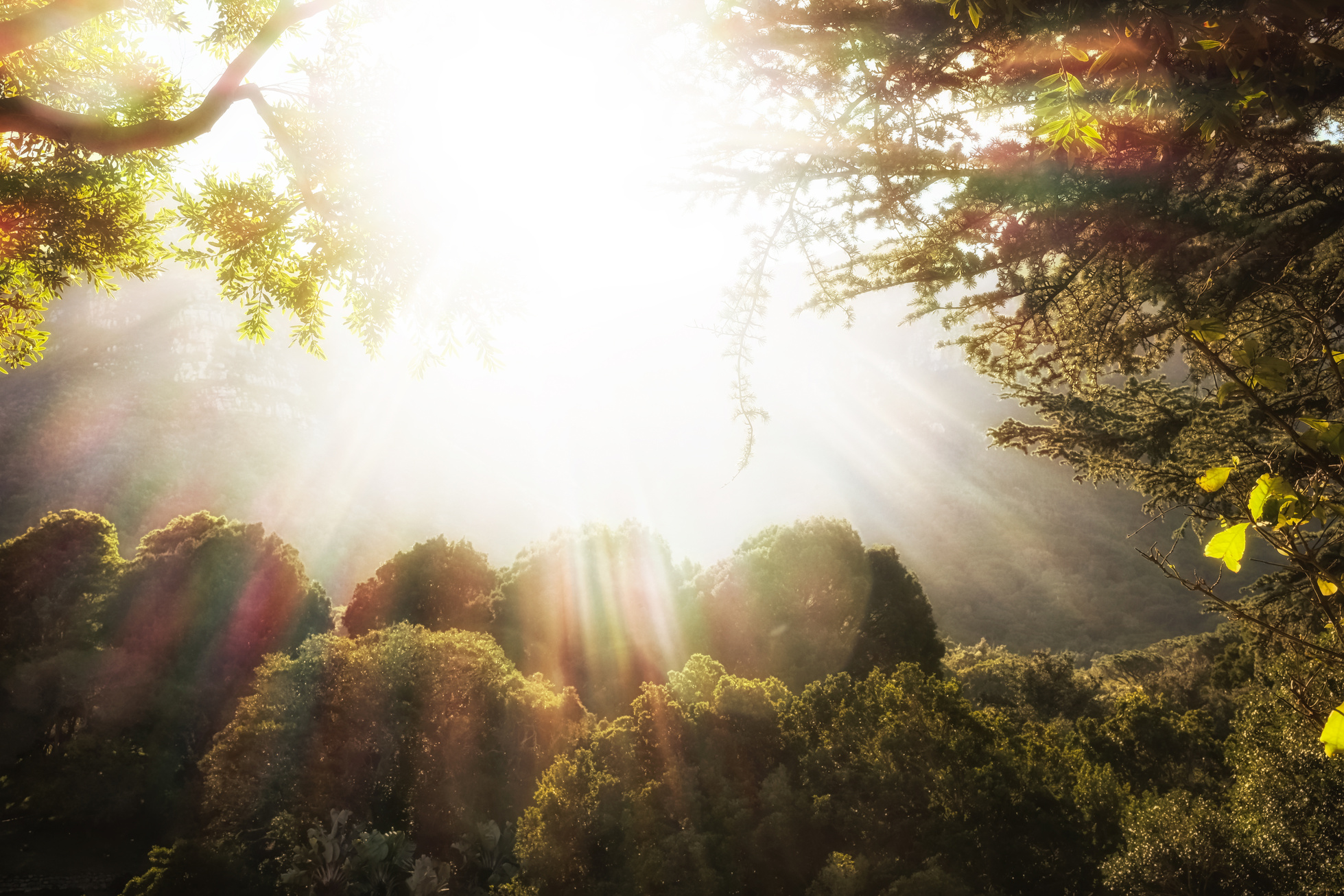 Garden of Eden: idyllic woodland with heavenly sunbeams